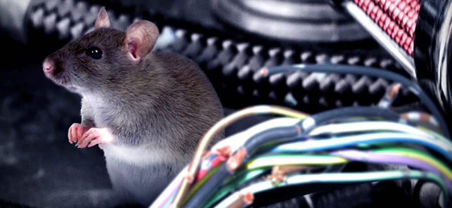 Chuột làm tổ trong khoang máy ô tô Tổ rác do chuột tạo ra trong khoang máy